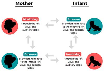 Environmental and genetic determinants of sensorimotor asymmetries in mother-infant interaction